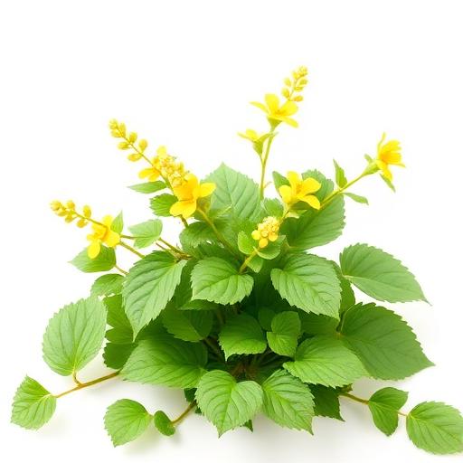 Horny Goat Weed